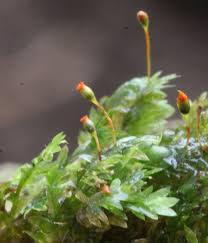 Attēlu rezultāti vaicājumam “Fissidens bryoides sporophyte”