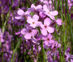 Attēlu rezultāti vaicājumam “Hesperis matronalis bud”