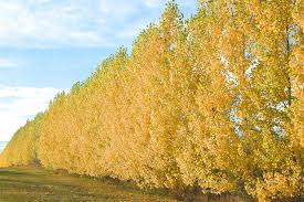 Attēlu rezultāti vaicājumam “Salix pentandra leaf”