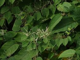Attēlu rezultāti vaicājumam “Reynoutria sachalinensis leaf”