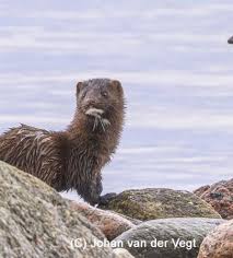 Attēlu rezultāti vaicājumam “Mustela vison”