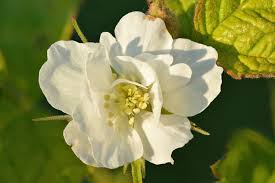 Attēlu rezultāti vaicājumam “Rubus saxatilis flower”