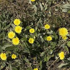 Attēlu rezultāti vaicājumam “Pilosella officinarum bud”