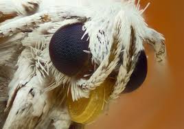 Attēlu rezultāti vaicājumam “Yponomeuta evonymella imago”