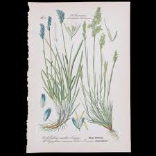 Attēlu rezultāti vaicājumam “Elymus caninus fruit”