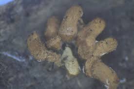 Attēlu rezultāti vaicājumam “Heterotrichia insignis (syn. Arcyria insignis) macro”