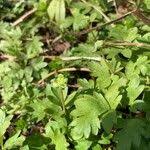 Attēlu rezultāti vaicājumam “Adoxa moschatellina leaf”