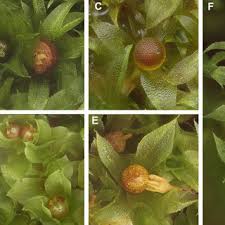 Attēlu rezultāti vaicājumam “Physcomitrium pyriforme sporophyte”