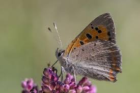 Attēlu rezultāti vaicājumam “Lycaena phlaeas underside”