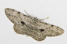 Attēlu rezultāti vaicājumam “Hypomecis roboraria”