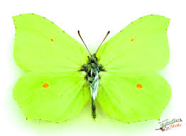 Attēlu rezultāti vaicājumam “Gonepteryx rhamni female”