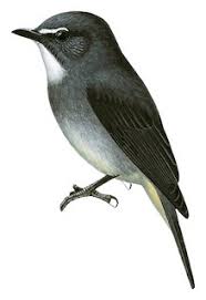 Attēlu rezultāti vaicājumam “Muscicapidae”