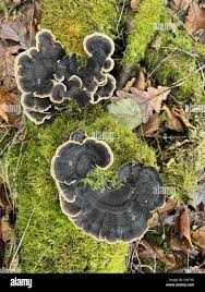 Attēlu rezultāti vaicājumam “Heterobasidion annosum”