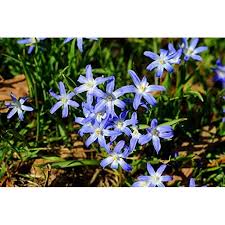 Attēlu rezultāti vaicājumam “Scilla luciliae”