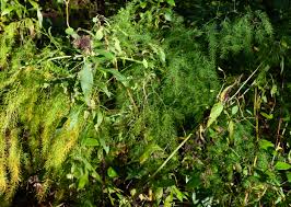 Attēlu rezultāti vaicājumam “Asparagus officinalis leaf”