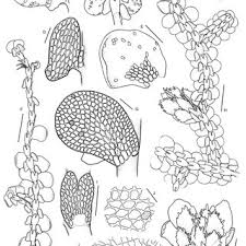 Attēlu rezultāti vaicājumam “Frullania fragilifolia”