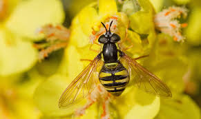 Attēlu rezultāti vaicājumam “Syrphidae”