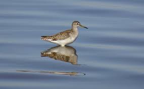 Attēlu rezultāti vaicājumam “Tringa glareola”