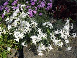 Attēlu rezultāti vaicājumam “Dianthus arenarius bud”