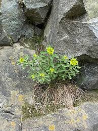 Attēlu rezultāti vaicājumam “Sedum aizoon”