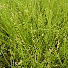 Attēlu rezultāti vaicājumam “Carex scandinavica”