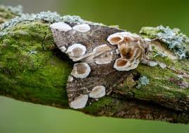 Attēlu rezultāti vaicājumam “Colostygia pectinataria female”