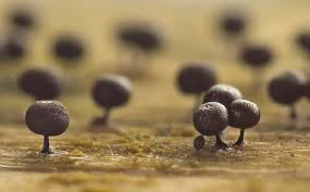 Attēlu rezultāti vaicājumam “Enerthenema papillatum macro”