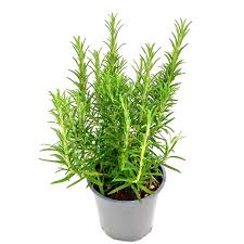 Image result for Rosmarin