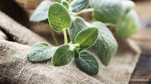 Image result for Salbei