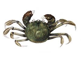 Image result for Eriocheir sinensis