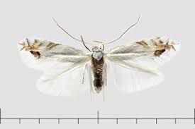 Attēlu rezultāti vaicājumam “Lyonetiidae”