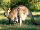 Eastern Gray Kangaroos, Eastern Gray Kangaroo Pictures, Eastern ...