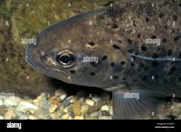 Image result for Salmo macrostigma