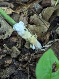 Attēlu rezultāti vaicājumam “Sebacina incrustans”