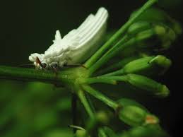 Attēlu rezultāti vaicājumam “Orthezia urticae”