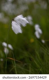 Attēlu rezultāti vaicājumam “Eriophorum angustifolium fruit”
