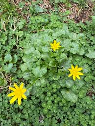 Attēlu rezultāti vaicājumam “Ficaria verna leaf”