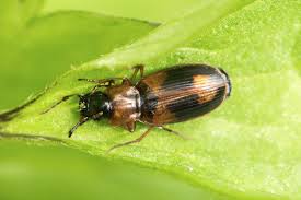 Attēlu rezultāti vaicājumam “Badister bullatus”