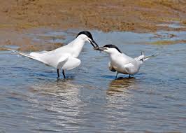 Image result for Gelochelidon nilotica