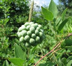 Attēlu rezultāti vaicājumam “Carex loliacea fruit”