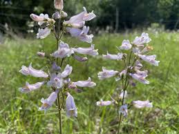 Image result for Penstemon