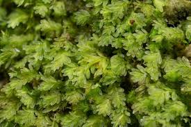 Attēlu rezultāti vaicājumam “Fissidens bryoides”