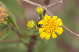 Attēlu rezultāti vaicājumam “Hypochaeris maculata flower”