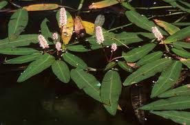 Attēlu rezultāti vaicājumam “Polygonum amphibium”
