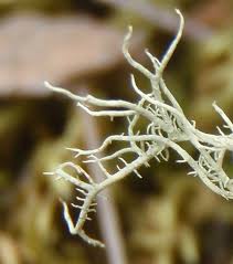 Attēlu rezultāti vaicājumam “Usnea hirta”