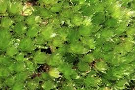 Attēlu rezultāti vaicājumam “Bryum capillare”