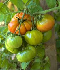 Afbeeldingsresultaat voor amana orange beefsteak tomato