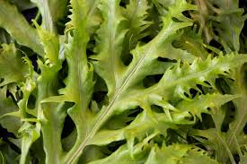 Attēlu rezultāti vaicājumam “Lactuca tatarica leaf”