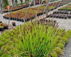 Attēlu rezultāti vaicājumam “Carex x bakkeriana”