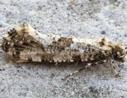 Attēlu rezultāti vaicājumam “Morophaga choragella”